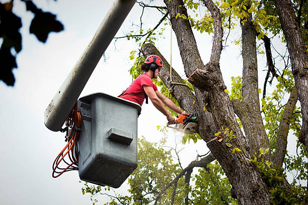 Best Tree Pruning Services  in Muncy, PA